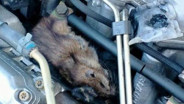 Las ratas llegan a construir su nido en el motor con materiales sacados del propio coche