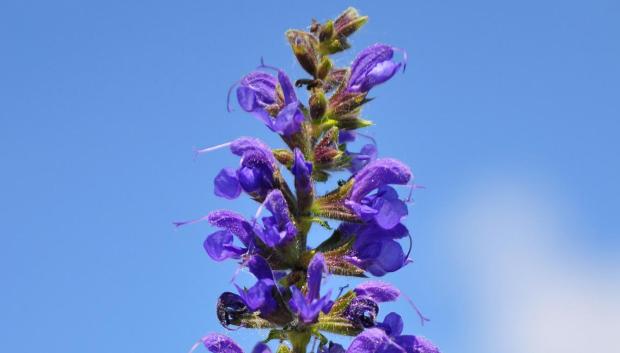 Salvia