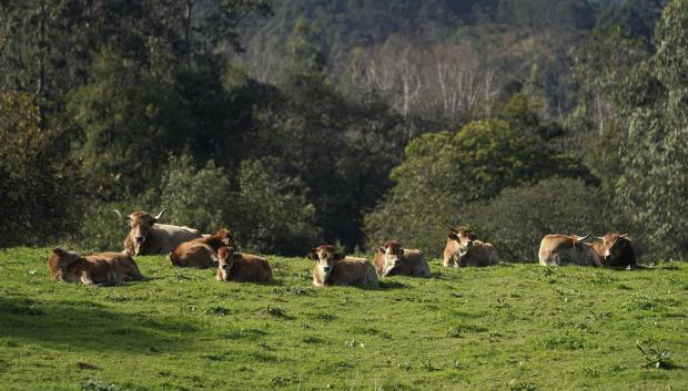 Fotografía de vacas rojas tomando el sol en Colombres (Asturias)