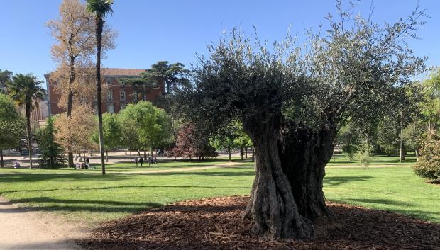 El árbol más antiguo de El Retiro
