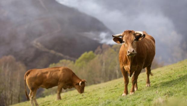 Varias vacas pastan en Galicia