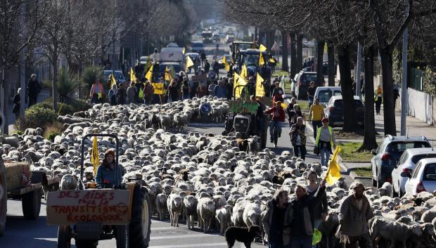 Los agricultores se manifiestan con un rebaño de 600 ovejas en las calles de Draguignan, en el sur de Francia