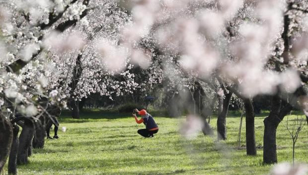 Almendros en flor en el parque de La Quinta de los Molinos