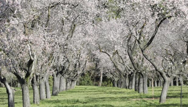 Imagen con los almendros en floración en la Quinta de los Molinos