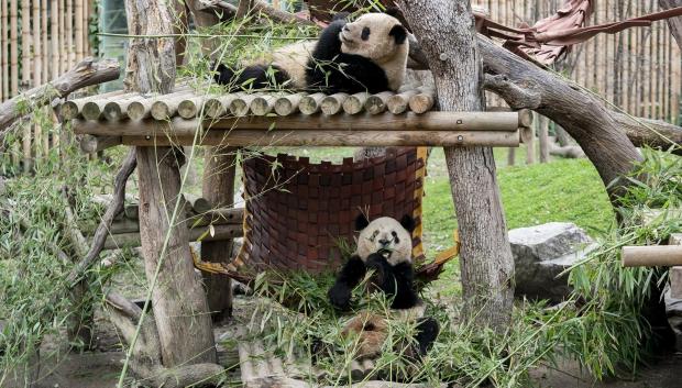 Dos pandas durante un acto institucional sobre el programa de conservación del panda gigante, en el Zoo Aquarium de Madrid, a 22 de febrero de 2024, en Madrid (España). El ministro de Asuntos Exteriores chino anunció el pasado 19 de febrero el regreso de la pareja de pandas del Zoo, Hua Zui Ba y Bing Xing, a su país. Los ejemplares, que llegaron cedidos a España en 2007 y cumplen 21 y 23 años respectivamente, volverán a la reserva natural de Sichuan para jubilarse. Sin embargo, el ministro se comprometió al envío de dos pandas más jóvenes a España cuando sea posible.
22 FEBRERO 2024;ZOO;PANDA;ANIMALES;FAUNA;ZOOLÓGICO;
A. Pérez Meca / Europa Press
22/2/2024