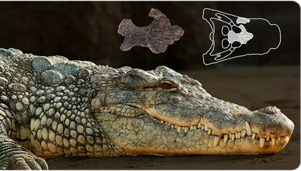 En la parte superior, en el centro, se muestra el fragmento del cráneo fósil del ejemplar de Suterranya-Mina de lignit (vista dorsal). Al lado, a la derecha, la ubicación del fósil en el cráneo (vista dorsal). En primer plano, cocodrilo marino (Crocodylus porosus)
