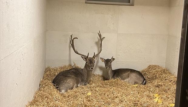 Rudolph y Dasher, los dos renos de Papá Noel, en Burriana