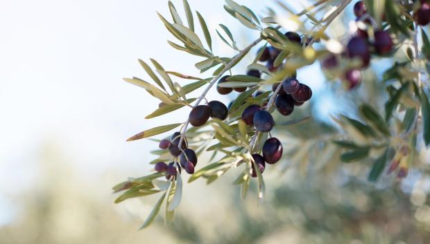 Aceituna de mesa en el olivo