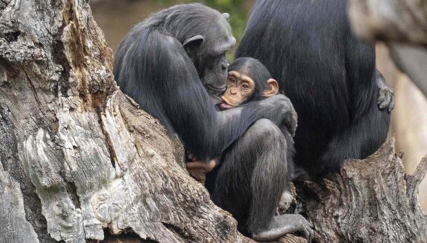 Chimpancé en la selva ecuatorial de Bioparc Valencia