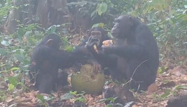 Chimpancés salvajes filmados compartiendo fruta con alcohol