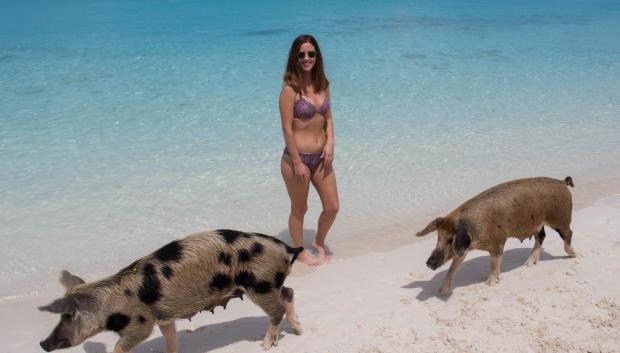 Turista en la playa de los cerdos salvajes del Caribe.