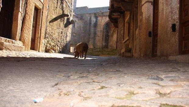 El marrano de San Antón por las calles de La Alberca.