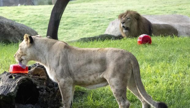 Los leones en Bioparc Valencia con un helado de carne y sangre