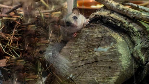 Imagen de un lirón pigmeo africano víctima del tráfico ilegal