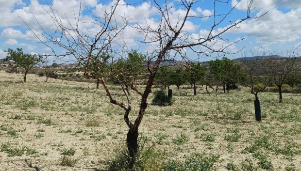 Imagen de archivo de varios almendros secos en la provincia de Alicante
