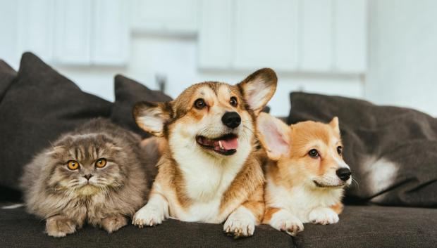 Perros y gatos en una casa