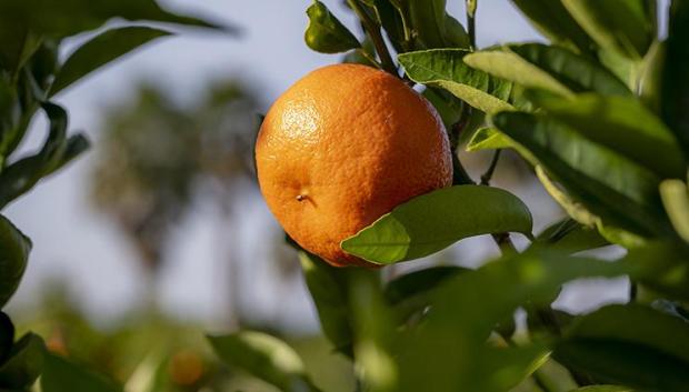 Mandarina en el árbol
