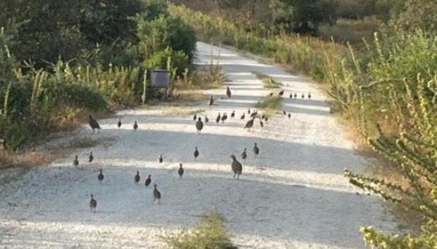 Las perdices campan a sus anchas.