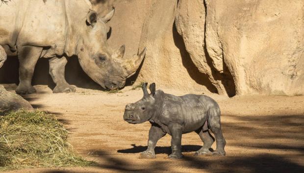 Imagen del bebé rinoceronte junto a su madre en la zona exterior