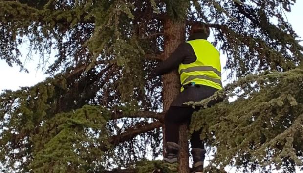 Una vecina se sube a un árbol donde se están realizando los trabajos previos de cara a la ejecución del cantón de limpieza en el barrio de Montecarmelo..

Una vecina se ha subido en la mañana de este miércoles a un árbol donde se están realizando los trabajos previos de cara a la ejecución del cantón de limpieza en el barrio de Montecarmelo para protestar contra "el diálogo de la motosierra del alcalde, José Luis Martínez-Almeida".

POLITICA 
AV MONTECARMELO