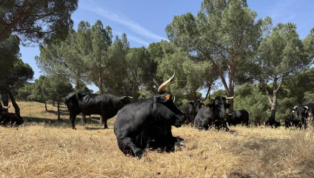 Toros desbrozando el monte en Madrid