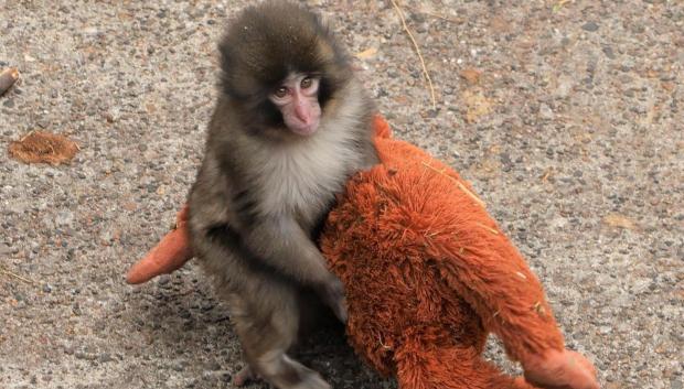 El pequeño macaco japonés abandonado al nacer en el zoológico de la ciudad de Ichikawa