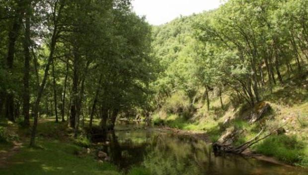 Bosque de Montejo de la Sierra