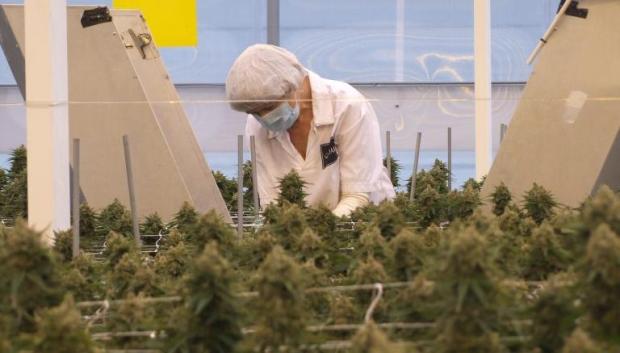 Plantación de cannabis de Ondara