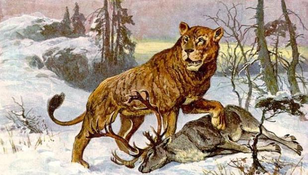 Dibujo de un león de las cavernas