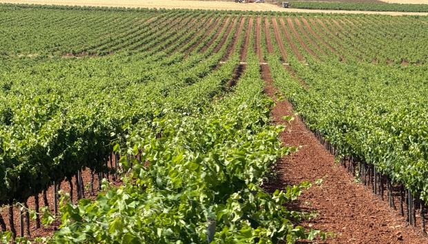 Viñedo en Valdepeñas