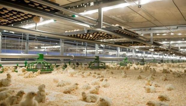 Granja de pollos, imagen de archivo 

REMITIDA / HANDOUT por JCYL
Fotografía remitida a medios de comunicación exclusivamente para ilustrar la noticia a la que hace referencia la imagen, y citando la procedencia de la imagen en la firma
17/6/2026