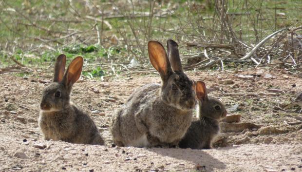Conejos en el campo