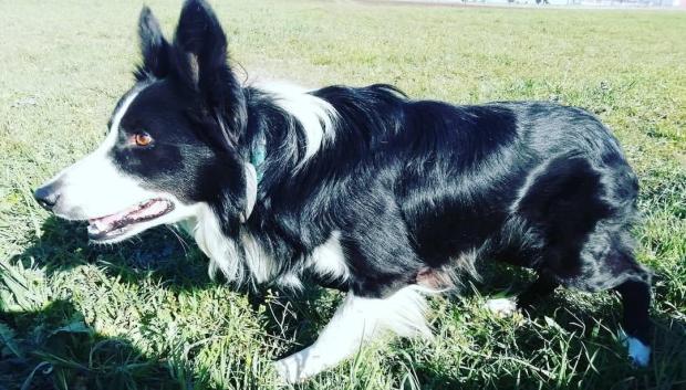 Un border collie adiestrado en Inducan, atento a cualquier movimiento del ganado