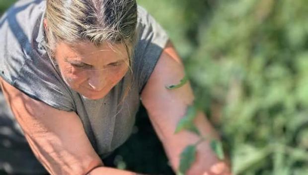 Fuensanta, agricultora de toda la vida, recogiendo los tomates