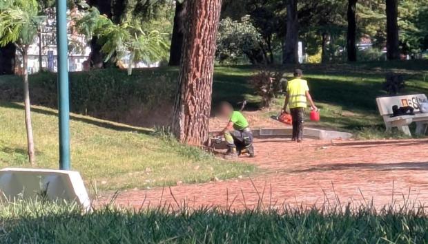 El PSOE de Talavera de la Reina denuncia la tala masiva de árboles en La Alameda