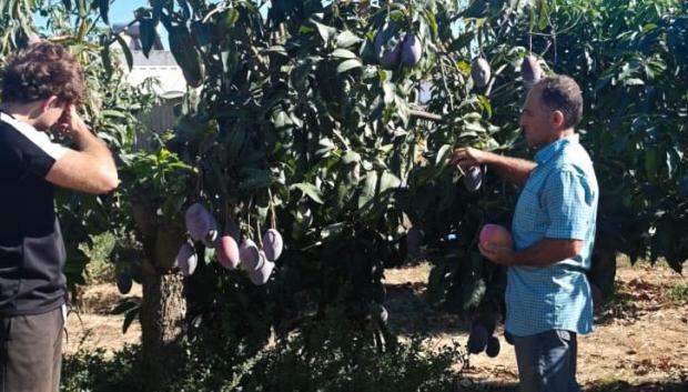 La familia cultiva este manjar tropical desde hace 40 años
