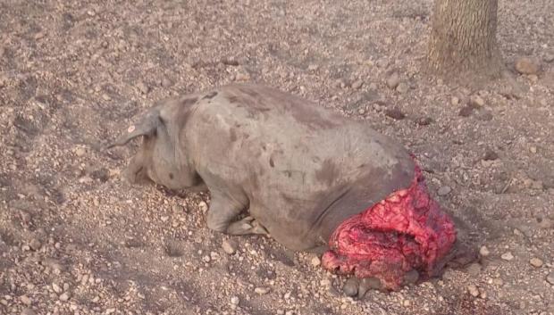Cerdo muerto tras el ataque de un lobo en Salamanca