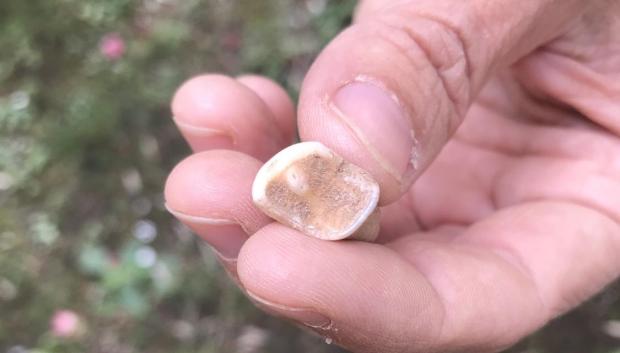 Un molar de neandertal encontrado en la Sierra de Atapuerca, en Burgos