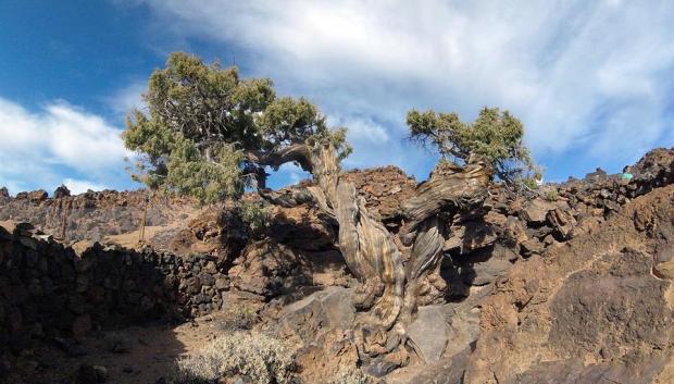Cedro canario denominado el "Patriarca" ubicado en el Parque Nacional del Teide, con una edad de 1.118 años
