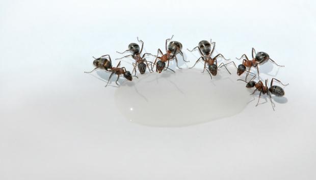 Las hormigas son ...