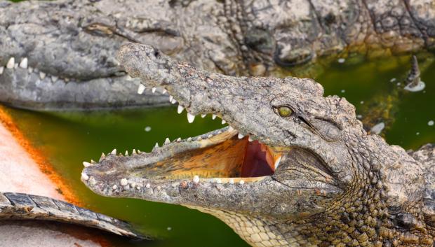 Los cocodrilos han tenido poca evolución