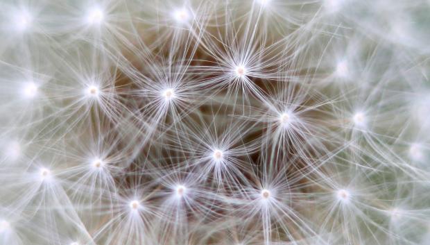 La sinapsis es el espacio entre neuronas donde se transmite mensajes e impulsos nerviosos