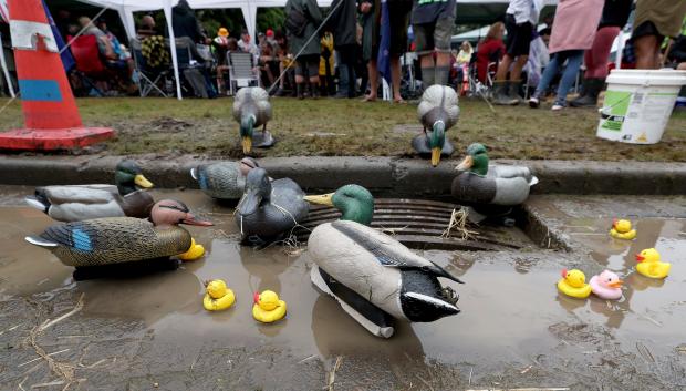 Patos de mentira instalados en uno de los desagües en el campamento de manifestantes instalado frente al Parlamento neozelandés, en Wellington