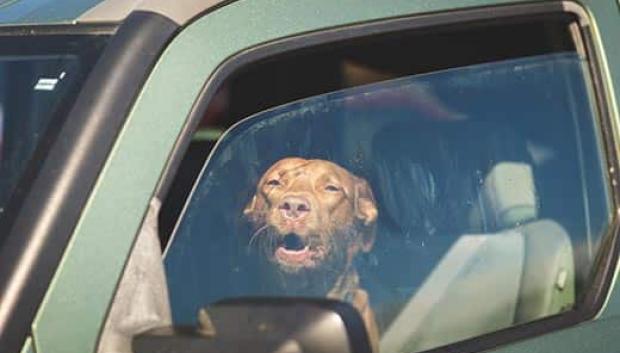 Jamás dejes un perro dentro del coche en verano