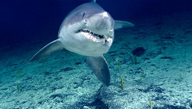 Un tiburón solrayo de un metro
