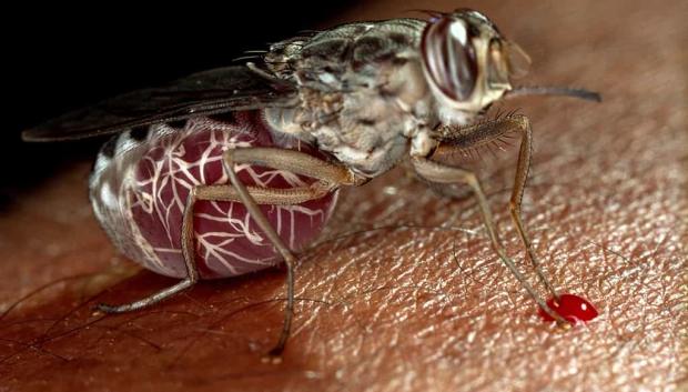 Mosca Tse-Tse