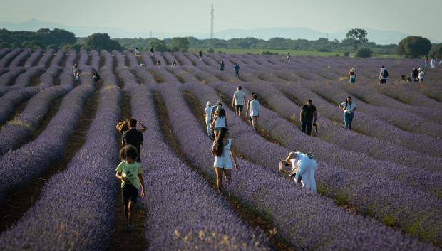 Varias personas visitan los miles de hectáreas de plantación de campos de lavanda del municipio alcarreño de Brihuega.