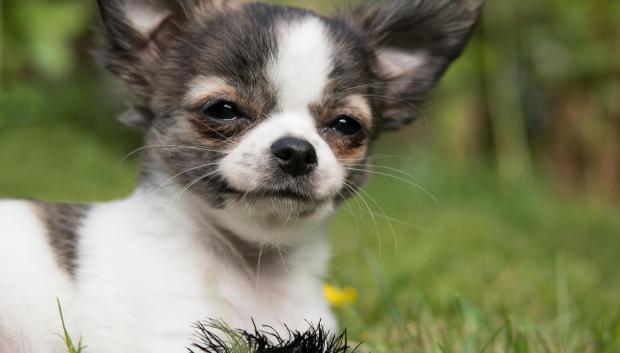 Imagen de un Chihuahua
