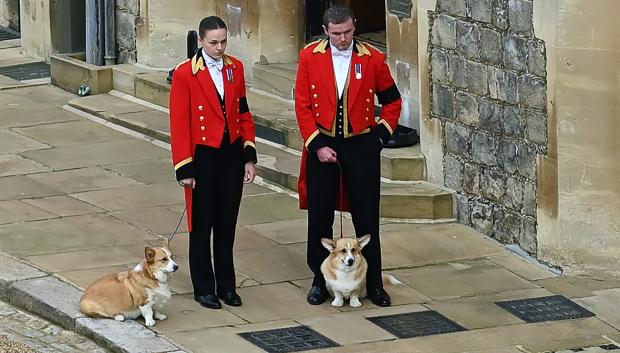 Los corgis de la reina Isabel II dicen adiós a su dueña