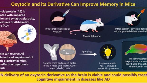 La administración intranasal de un derivado de la oxitocina logró una perfusión adecuada del derivado en el tejido cerebral e indujo un efecto de mejora de la memoria en ratones durante las pruebas de función cognitiva..

Un derivado con modificaciones para mejorar la perfusión cerebral de la oxitocina, una hormona responsable principalmente del parto, el establecimiento de vínculos afectivos y la lactancia, puede revertir el deterioro cognitivo inducido por el el péptido B amiloide (25-35) en ratones, según un estudio de la Universidad de Ciencias de la Universidad de Tokio (Japón).

SALUD
AKIYOSHI SAITOH, TOKYO UNIVERSITY OF SCIENCE